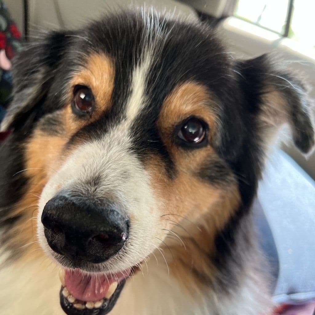Your pet's original photo